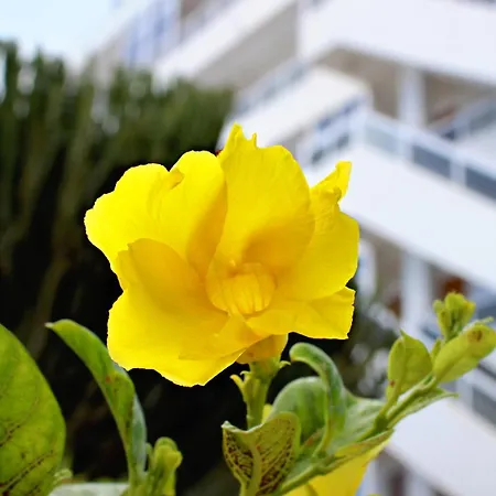 Apartment Calma
