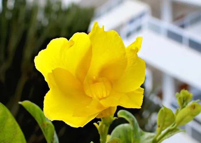 Апартаменты Calma